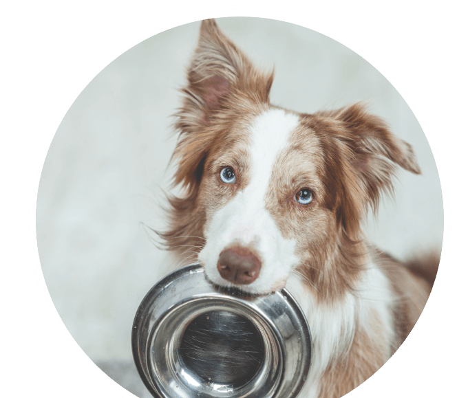 prospekt januar bubble titel hundefutter prospekt januar bubble titel hundefutter